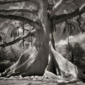 Beth Moon