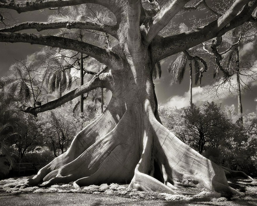 Beth Moon
