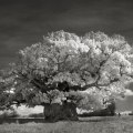 Beth Moon
