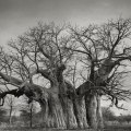 Beth Moon