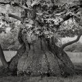 Beth Moon