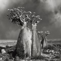 Beth Moon