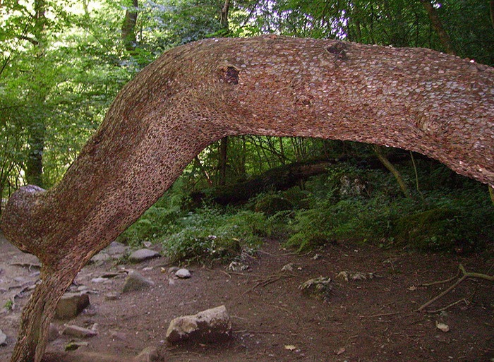 L'albero delle monete