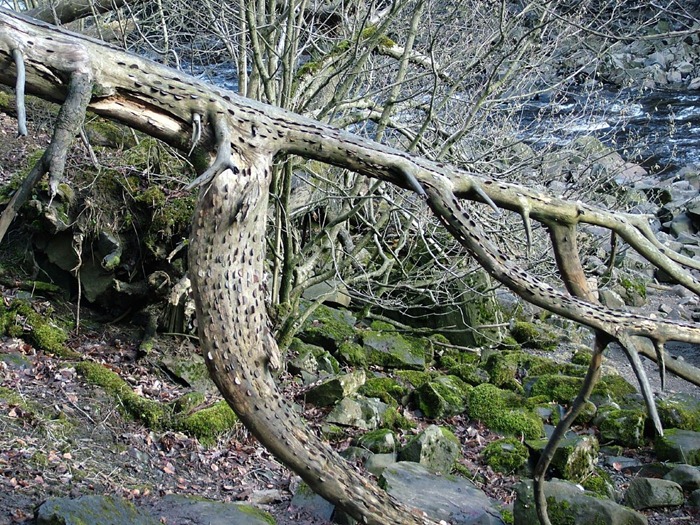 L'albero delle monete