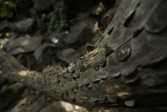 L'albero delle monete