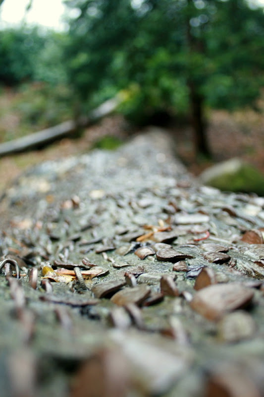 L'albero delle monete