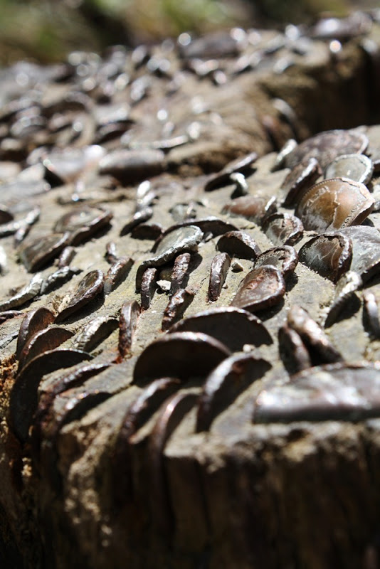 L'albero delle monete