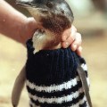 Phillip Island Penguin