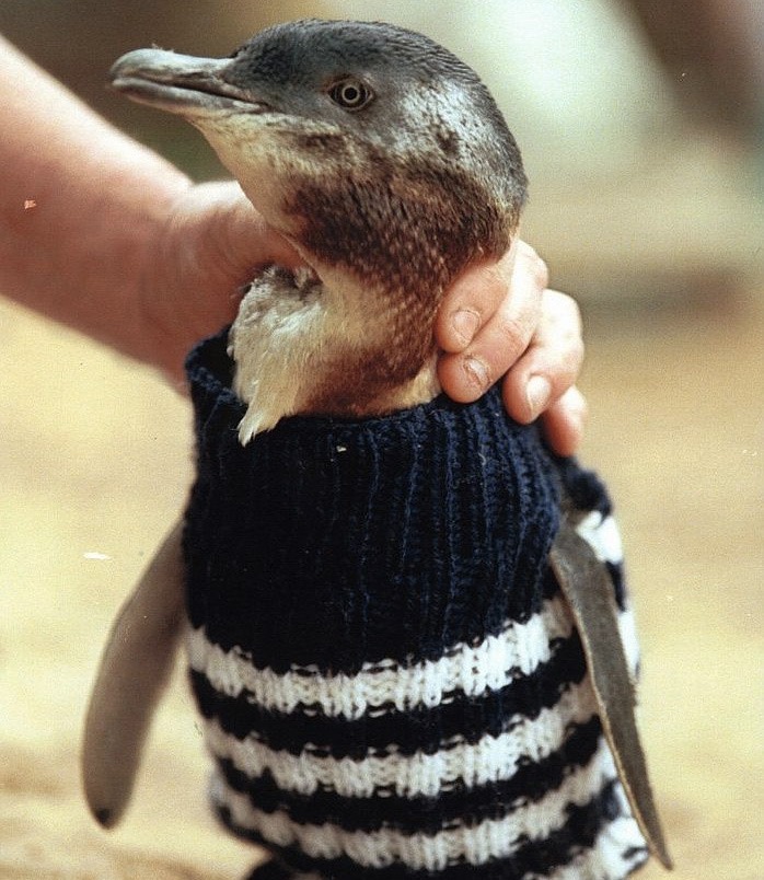 Phillip Island Penguin
