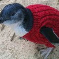 Phillip Island Penguin