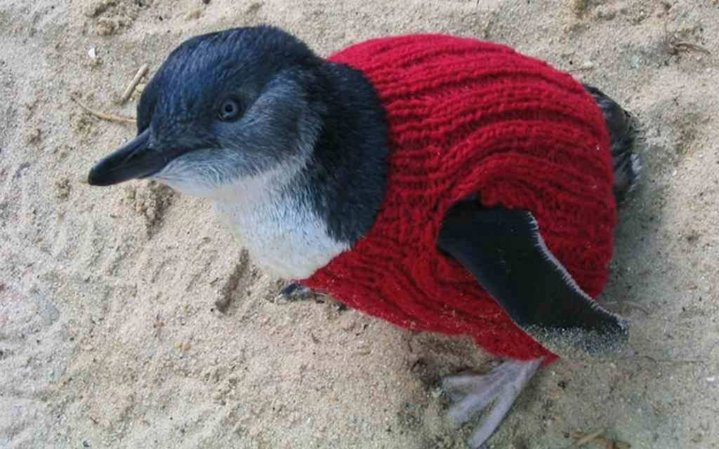 Phillip Island Penguin
