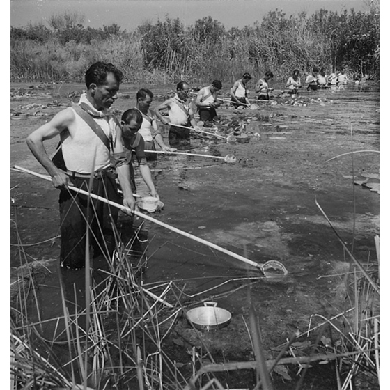Suschitzky - Alla ricerca delle larve delle zanzare, sul fiume Cixerri, presso Siliqua, 1948