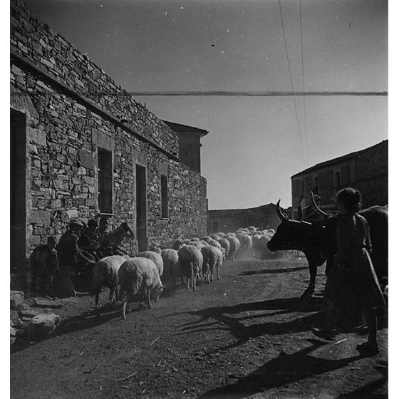 Suschitzky - Goni 1948