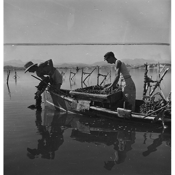 Suschitzky - Olbia - allevatori di mitili