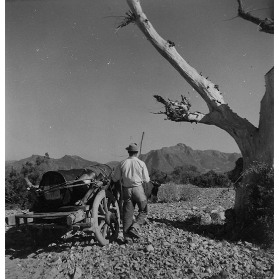 Suschitzky - Trasporto di un fusto di DDT su un carro a buoi, 1950