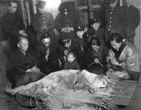 L'ultima foto di Hachiko, il cane che, dopo la morte del padrone, si recò ogni giorno, per quasi dieci anni, ad attenderlo invano, alla stazione in cui l'uomo prendeva il treno per recarsi al lavoro.