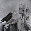 Tippi Hedren a cui fa accendere la sigaretta accesa un corvo sul set di The Birds, 1963