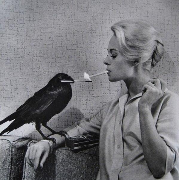 Tippi Hedren a cui fa accendere la sigaretta accesa un corvo sul set di The Birds, 1963