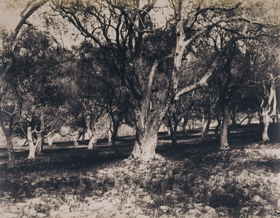 Édouard Delessert - Sassari, dintorni, 1854