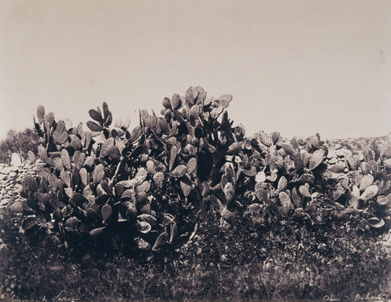 Édouard Delessert - Sassari, fichi d’India, 1854