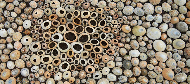 Creations in Nature by Dietmar Voorwold