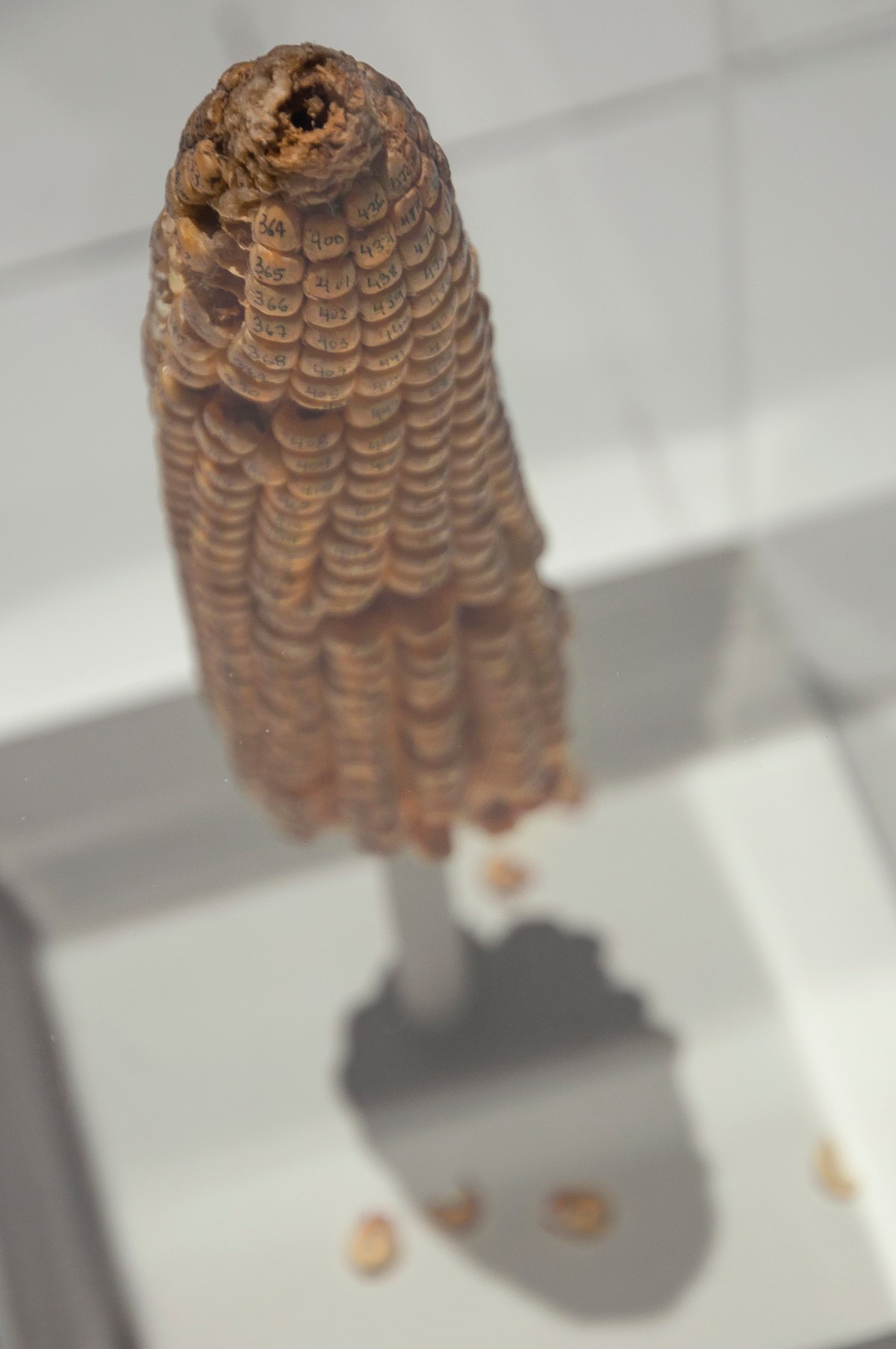 Damián Ortega - HangarBicocca