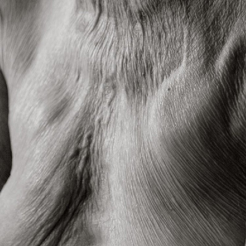 "Centenarians" di Anastasia Pottinger