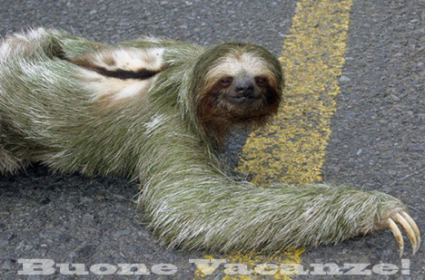 Scatena anche tu il bradipo che è in te!