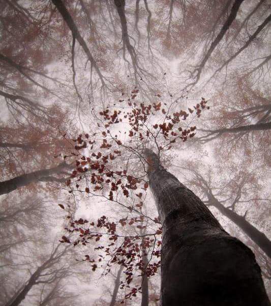 "Into the trees" by Jonathan Lhoir