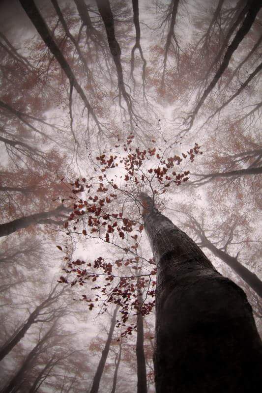 "Into the trees" by Jonathan Lhoir