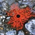 Andy Goldsworthy