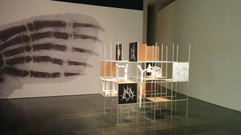 MACBA - Desires and necessities -Richard Hamilton - Growth and Forms