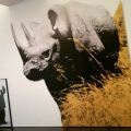 MACBA – John Baldessari -Dwarf and Rhinoceros (With Large Black Shape) with story called lamb
