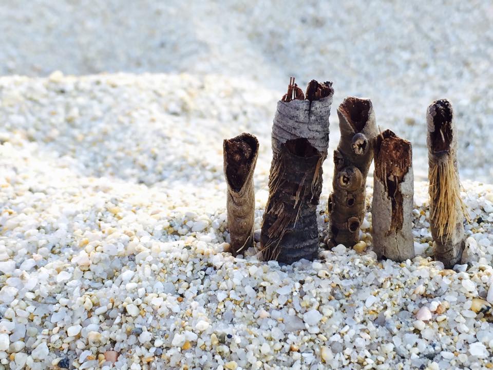 Davide Volponi - Tribù del Sinzias