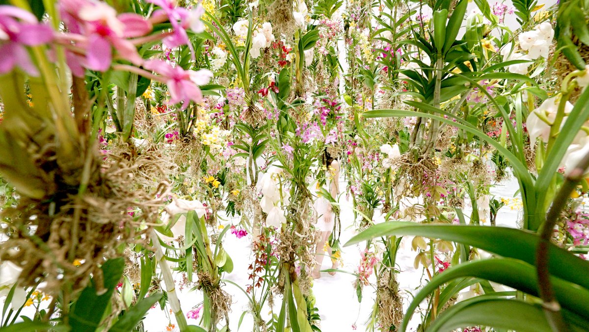 Floating Flower Garden by TeamLab
