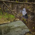 Guerrilla SPAM – LA TERRA DEI GRILLI