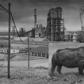 Nick Brandt – Inherit the Dust