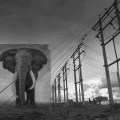 Nick Brandt – Inherit the Dust
