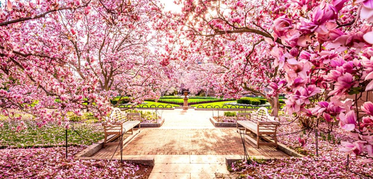 National Cherry Blossom Festival
