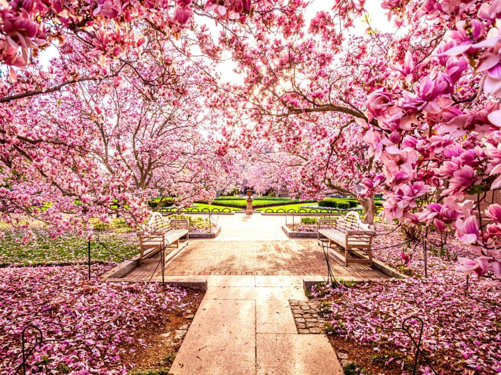 National Cherry Blossom Festival