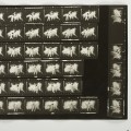 Tibor Hajas: “Húsfestmény / Flesh Painting Contact Sheet”, 1978