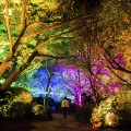 “A Forest Where Gods Live” by TeamLab