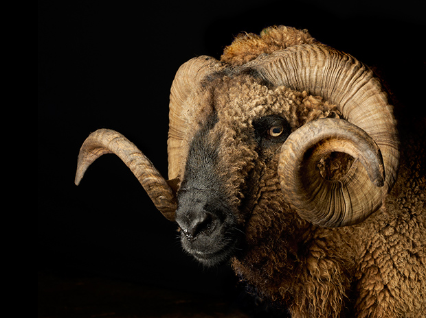 Pierre Gonnord - Jason, 2013