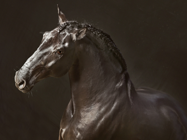 Pierre Gonnord - Ortigao, 2014