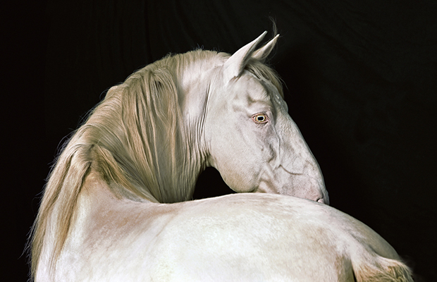 Pierre Gonnord - Vengador, 2014