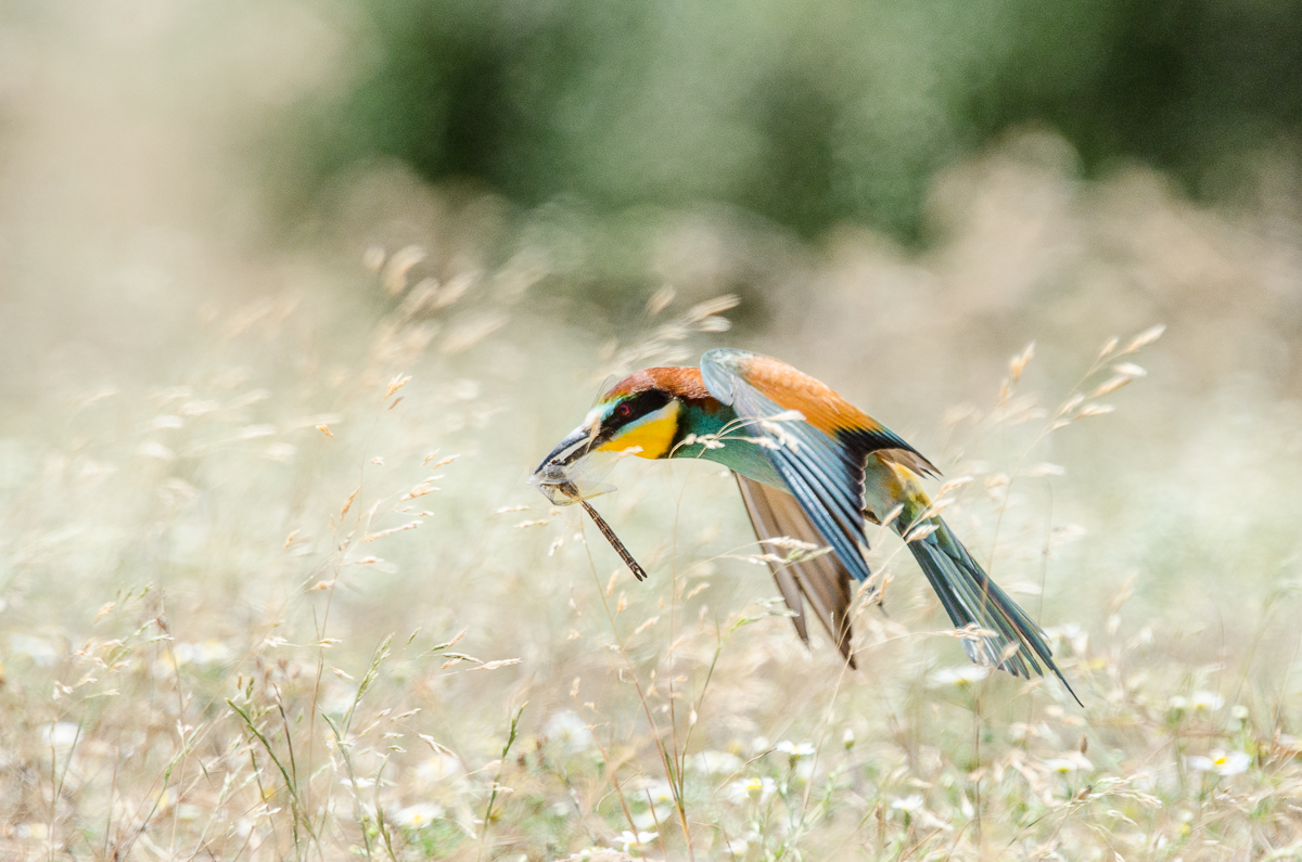 Alessandro Spiga - natura - Non solo api