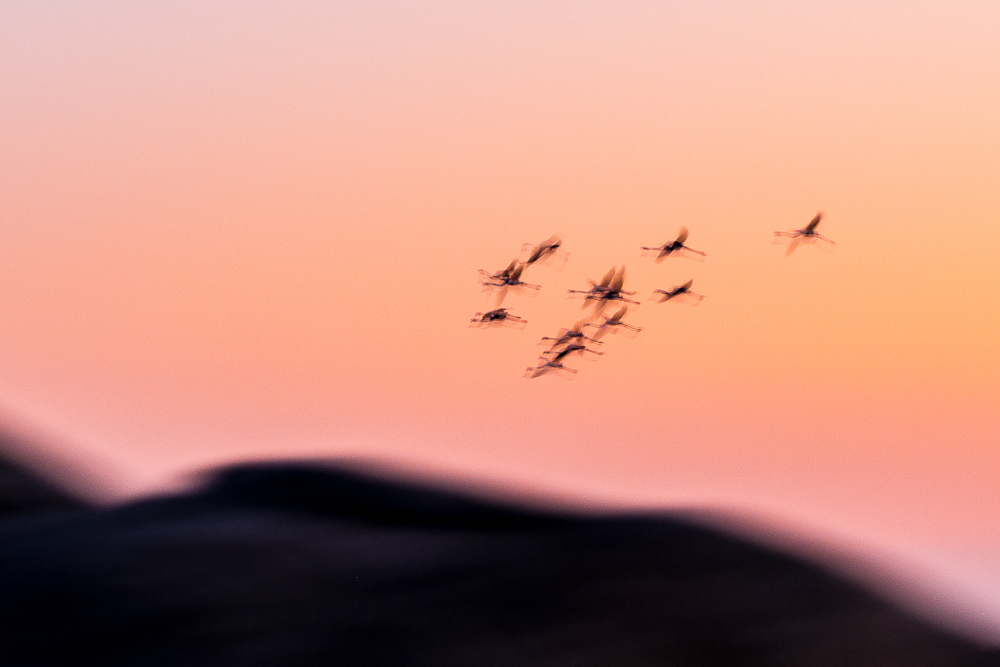 Alessandro Spiga - natura - Pink vision