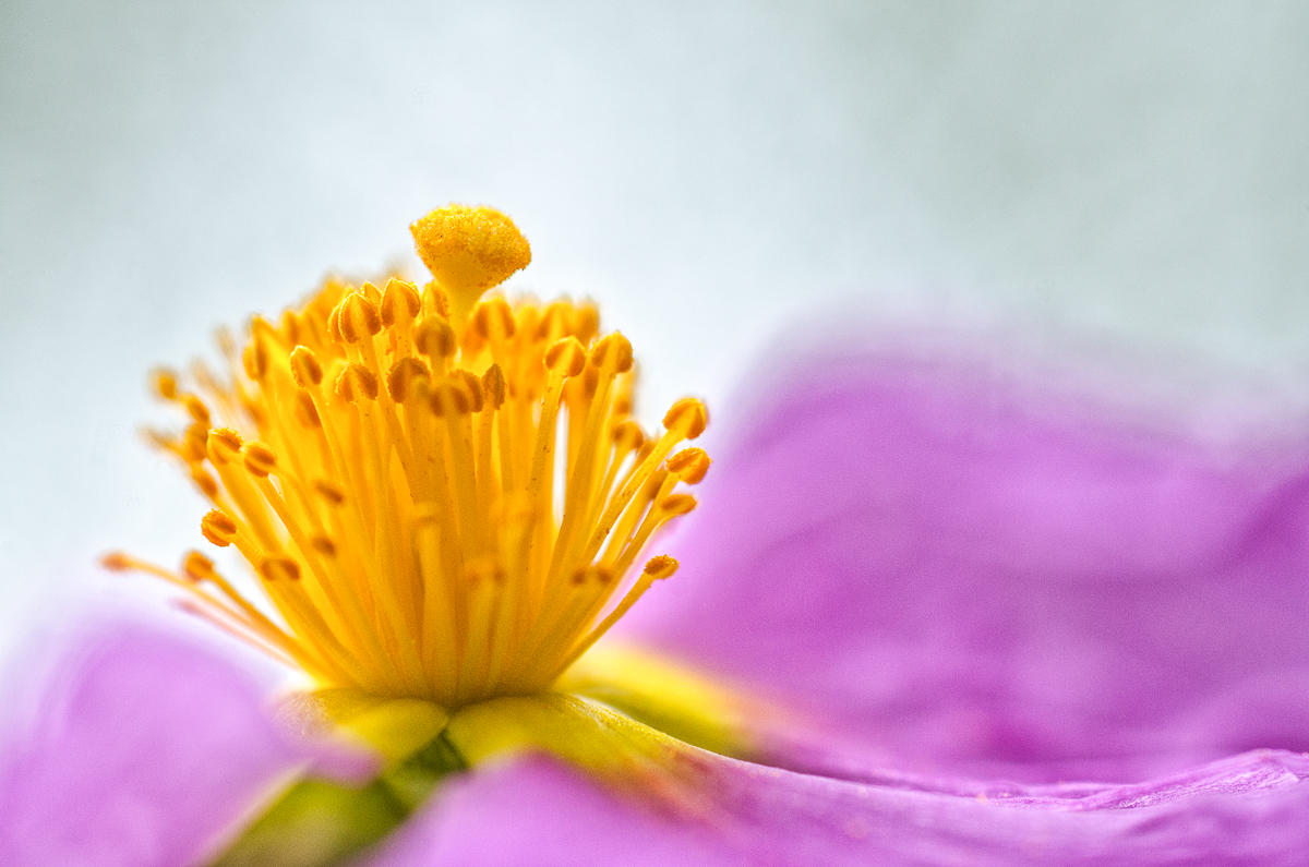 Alessandro Spiga - natura - Semplicemente cisto