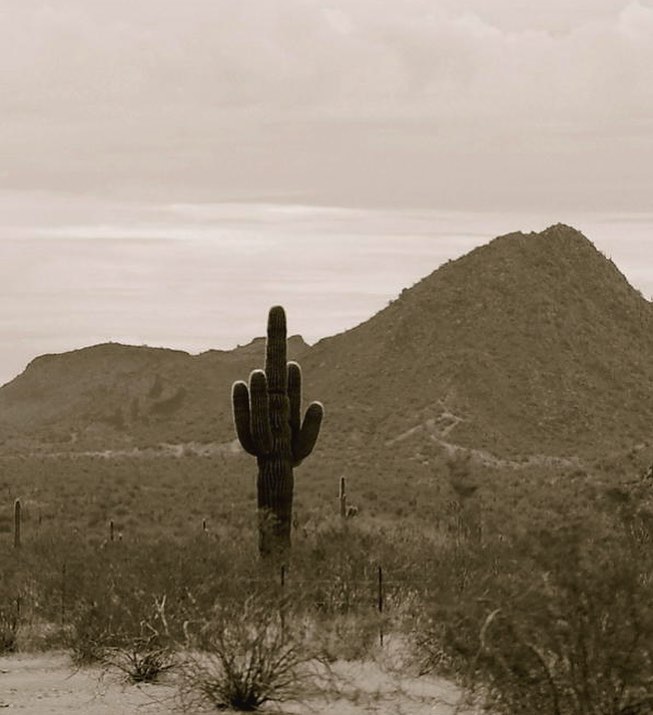 Fucktus 🌵 by KratzDichZumBett