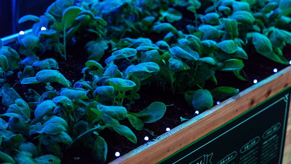 Digital Vegetables @Tokyo Midtown